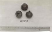 Click for 1 image(s) for this accession. FRUIT